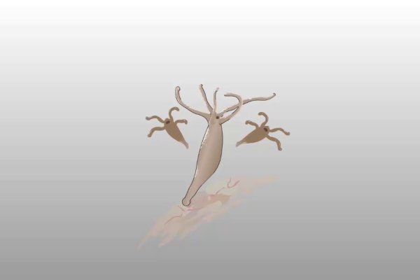 Kraken новая ссылка