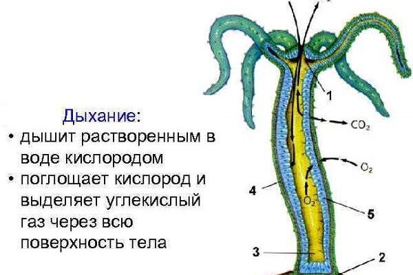 Ссылка на кракен 2krnmarket